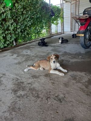 Пристраиваются классные собачки ,умнички ,очень хорошие сторожевые