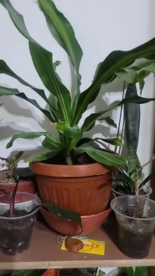 Драцена возраст четыре года неприхотлив любит влагу для офиса и до