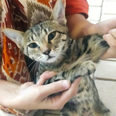 Котёнок в хорошие руки