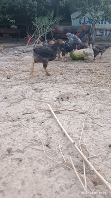Tovuqlar sotiladi