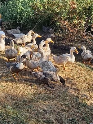 Bavariya Oʻrdagi 4-4,5kg. Agadel Oʻrdagi vazni 6kg semizgina oʻrdak