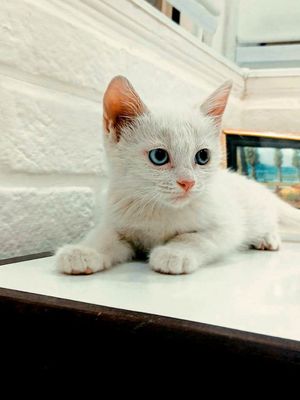 Продаем игрых котят