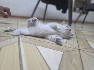 Котёнок мать веслоухая отец шиншилла