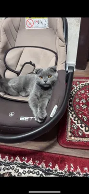 Фолд мушукча сотилади