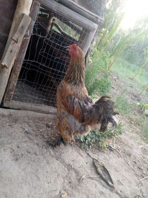 Brama va uy xurozlar sotiladi