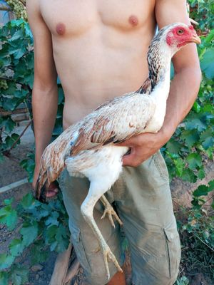 Turk makiyon dekabr