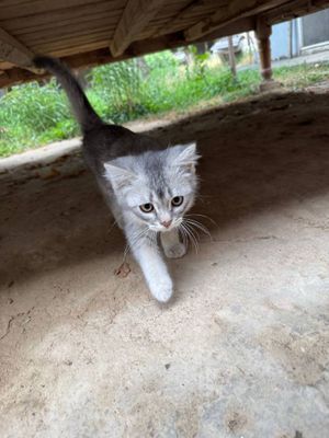 Yaxshi zotli mushuk