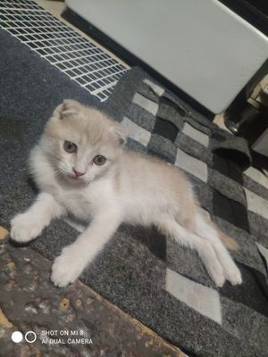 skoch bolasi oynoqi mushuk sotiladi