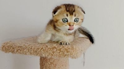 Скоттиш фолд девочка