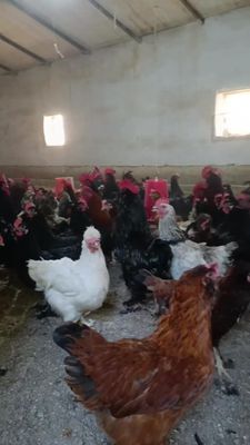 Qora qizil rangli tovuq xoʻrozlar sotiladi andijon qora ser tuxum