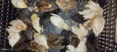 Жужалар 1 ва 1,5 ойлик