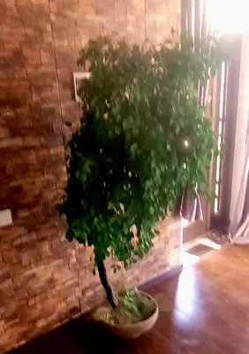 В наличии хай-тёк люстра очень красивая для любой комнаты или помещени