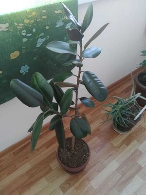 Фикус многолетний