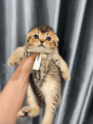 Шикарные котята от правильной вязки