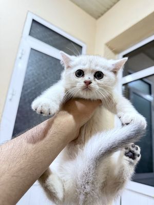 serebro shinshilla ogil
