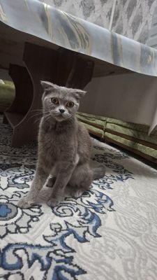 British short hair mushigi