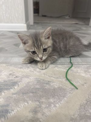 Котенок парода страйт