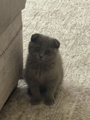 Шотландская веслоухая кошечка.
