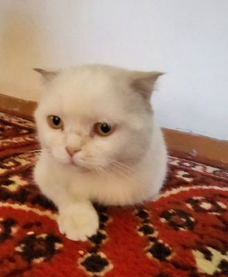Кошка кастрированная