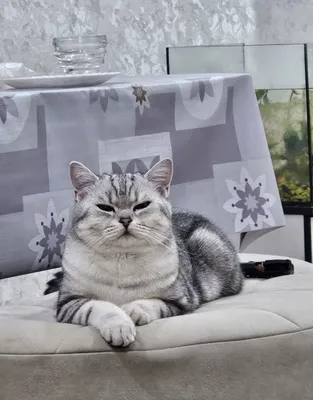 Скидкааа! Кошка скотиш Страйт Шиншилла