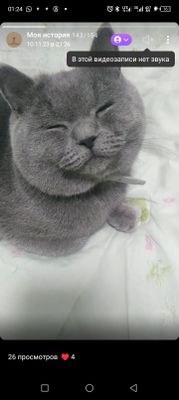 продаются кошки. коты шотландской и британской пор