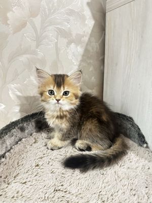 Котенок шиншилла девочка