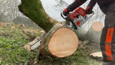 Бензопила услуги спилить дерево обрезка деревьев дарахт кесиш хизмати