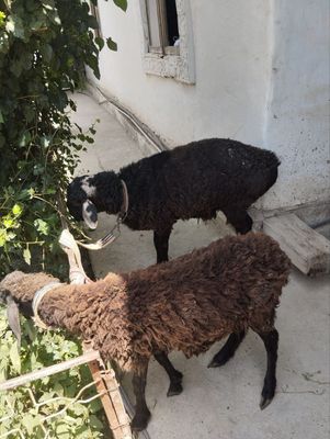 Qóylar sotiladi soğlom