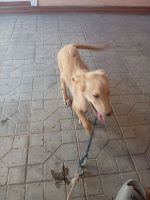 Beenni zoʻr it tavsiya qilaman ipi bonusga