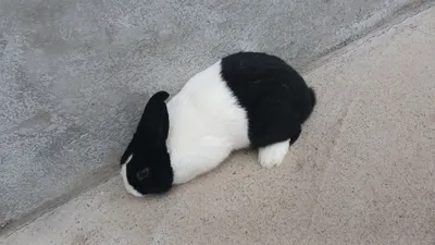 panda quyon samet sotiladi narhi telda gaplashamiz