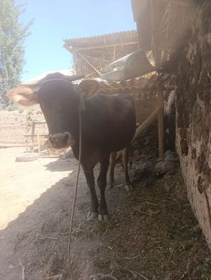 Sigir sotiladi yeb ichishi zor