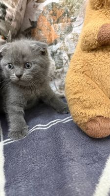Котята на продажу, Скотиш Фолд-Страйт
