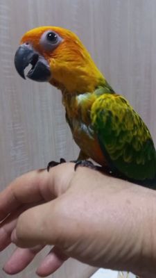 Продаётся ручной попугай Солнечный Аратинга.