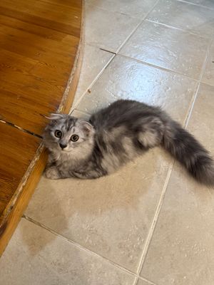 Отдаю котенка в добрые руки!
