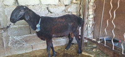 Qo'chqor sotiladi