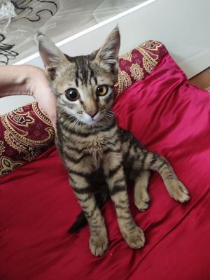 Котёнок