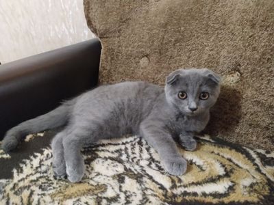 Котенок - вислоухая