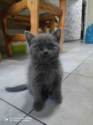 скотиш страйт игривые, ласковые, умные котята в добрые руки