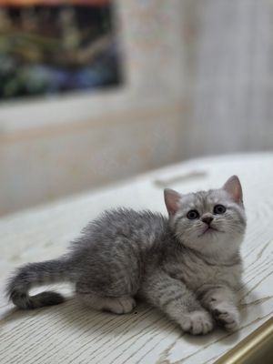 Британский шиншилла котята кошечки britanskiy shinshila mushuk bolalar