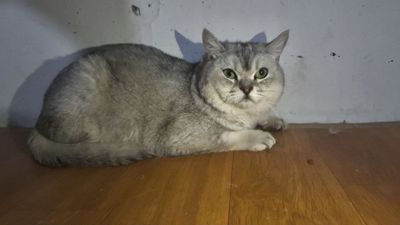 vyzka uchun mujik mushuk