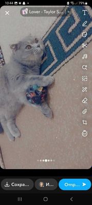 Срочно продам молодую веслоухую кошку