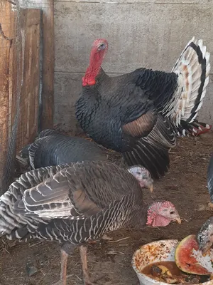 хонаки курка ва товуклар сотилади срочни.соглом.