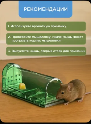 Гуманная мышеловка