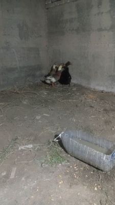 Bir juft oʻrdak sotiladi