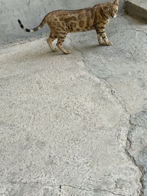 Ona bola bengal sotiladi