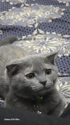 Продаётся скотч страйт