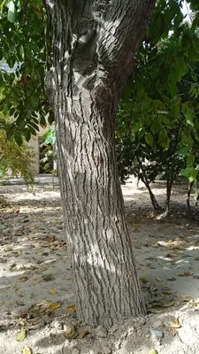 Yong'oq daraxt 30 yillik