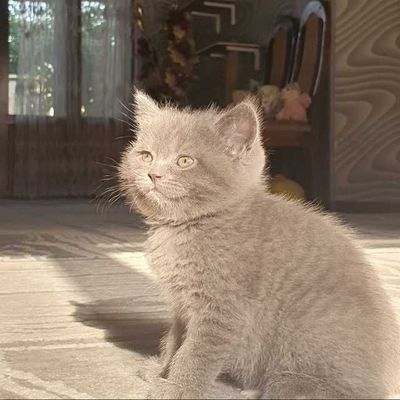 Тоза зотли шотландский фолд и страйт, котята
