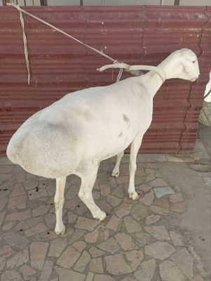 Moda qoʻy sotiladi