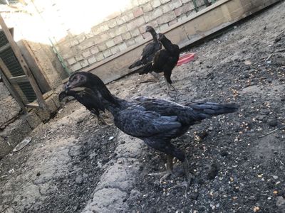 Joja tovula sotiladi kul tovula aprelda cqan